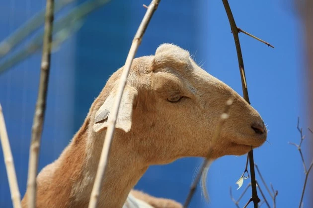 Sad Goat