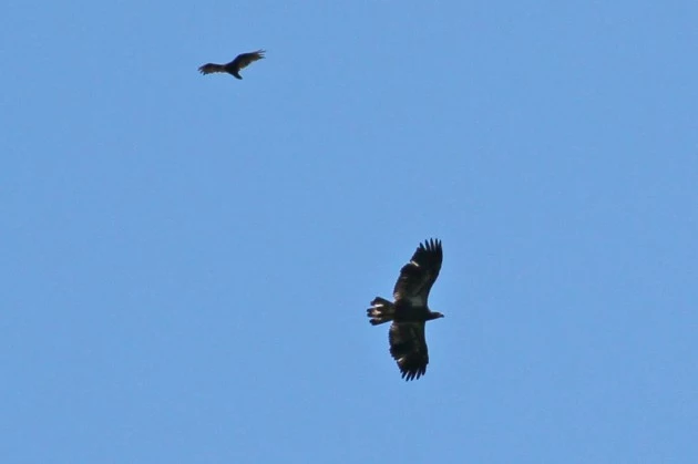 eagles