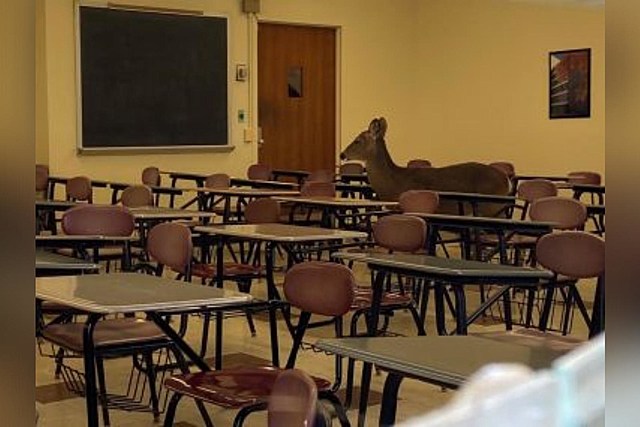 Deer Crashes Classroom: Are New York Deer Getting Dumber?