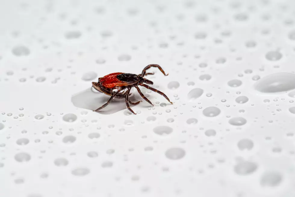 Scientists Warn Of Ticks In New York State Carrying A Deadly Virus