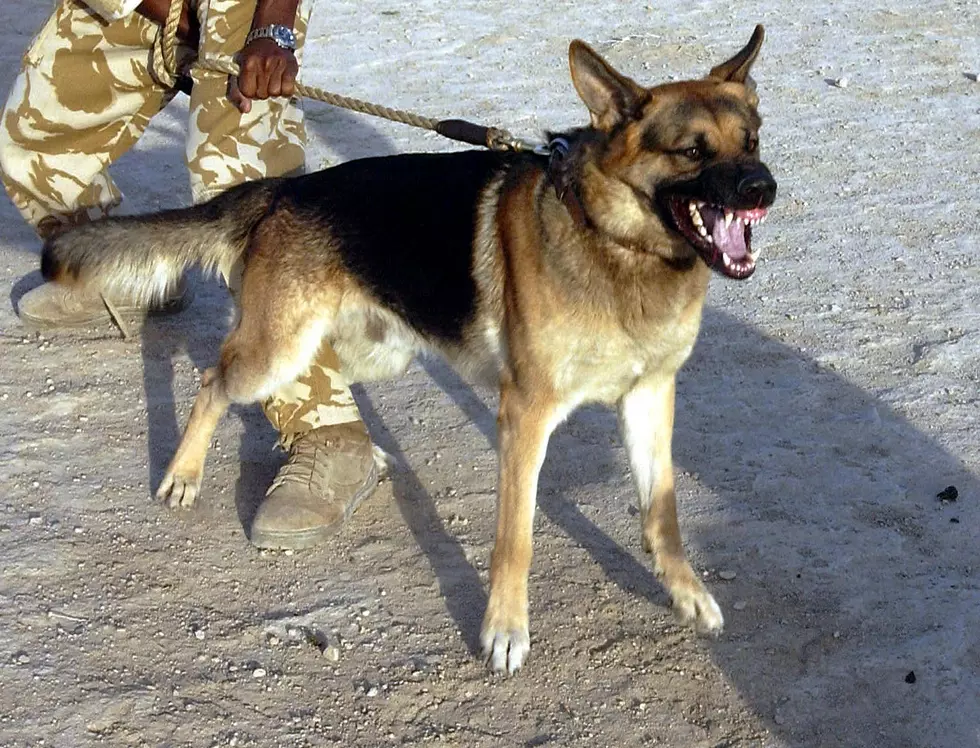 What Dogs Are Legally Considered Dangerous In New York State?