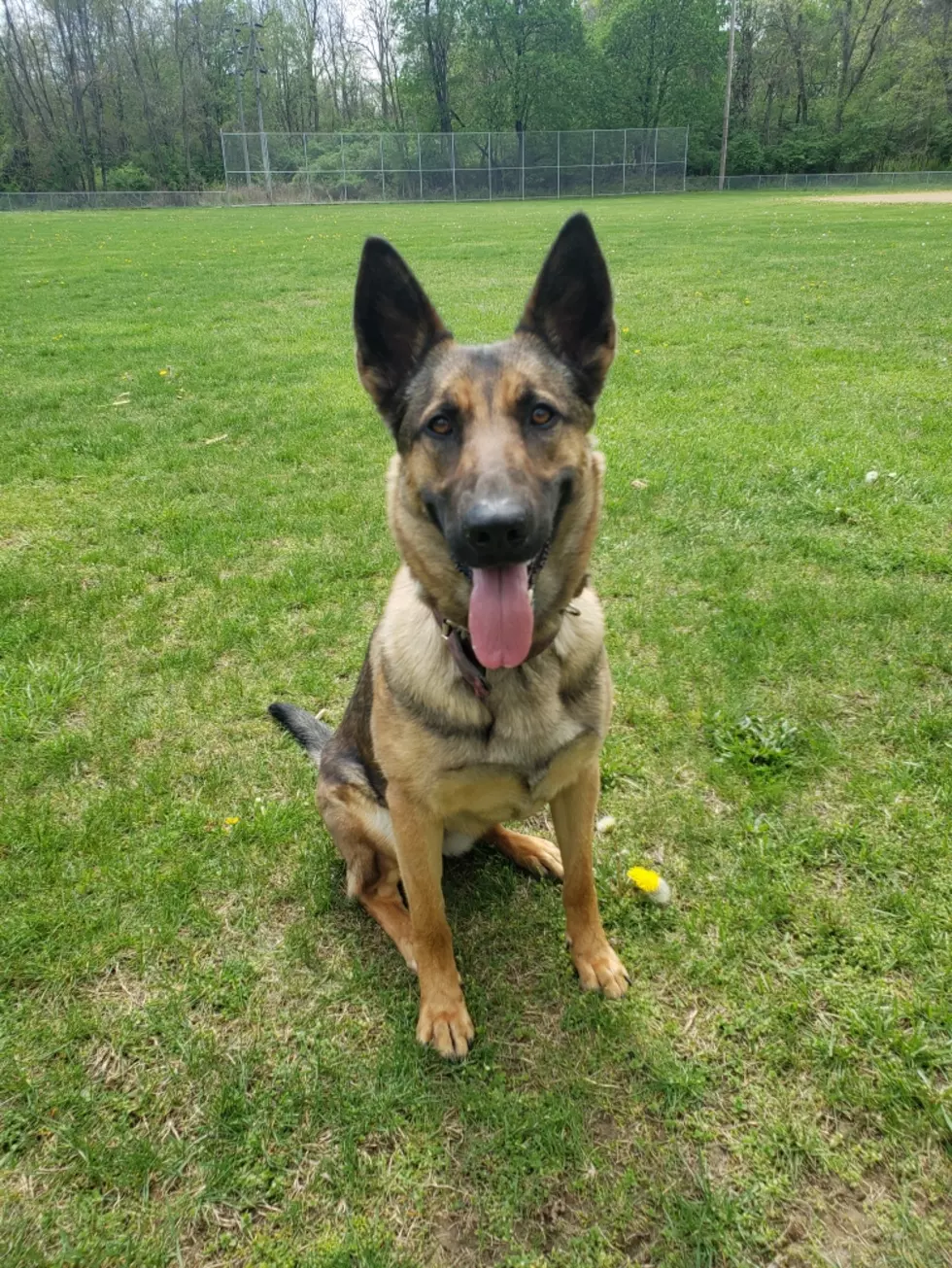 Meet the Town of Poughkeepsie’s Newest K9, Taya