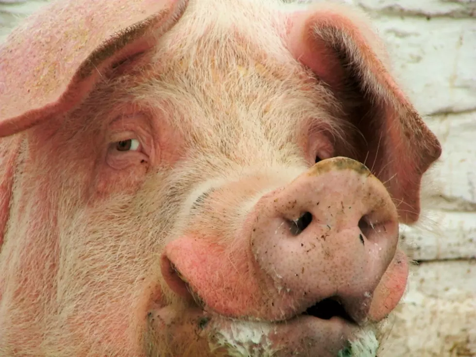 Man Arrested at Ulster Fair After Disturbance at Pig Exhibit