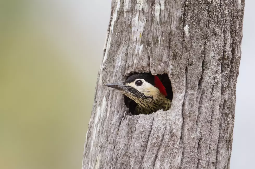 Guided Bird Walks in Gardiner Every Friday in April