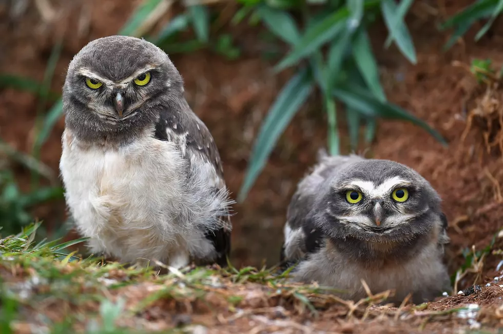 January Programs at Area Nature Museum