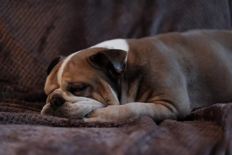 5 Great Places to Adopt a Dog in the Hudson Valley
