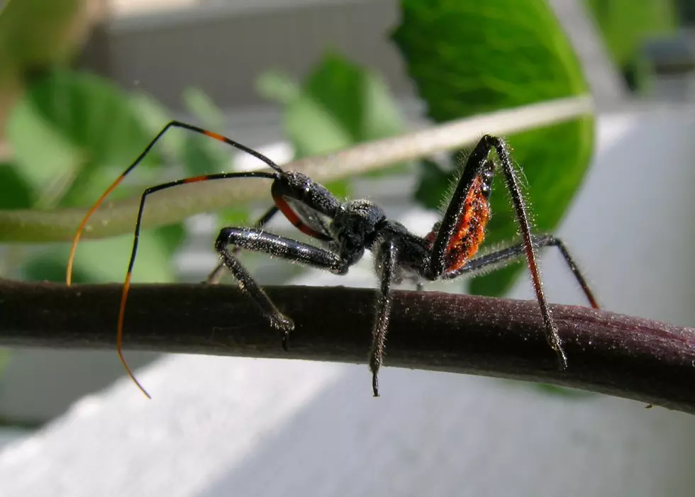 Bug Spotted in Hudson Valley Looks and Sounds Nasty, But is Beneficial