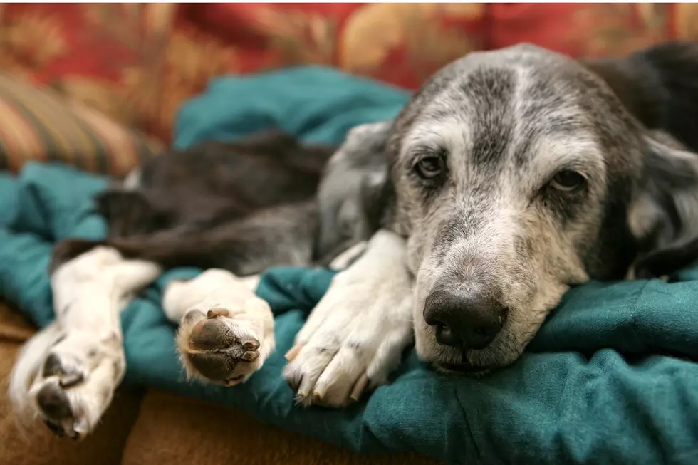 New Yorkers Terrified by Mysterious Illness That Kills Dogs