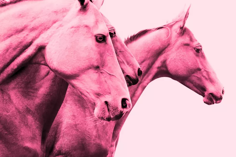 26-Year-Old Faces Felony Charges in Death of Hudson Valley Horse