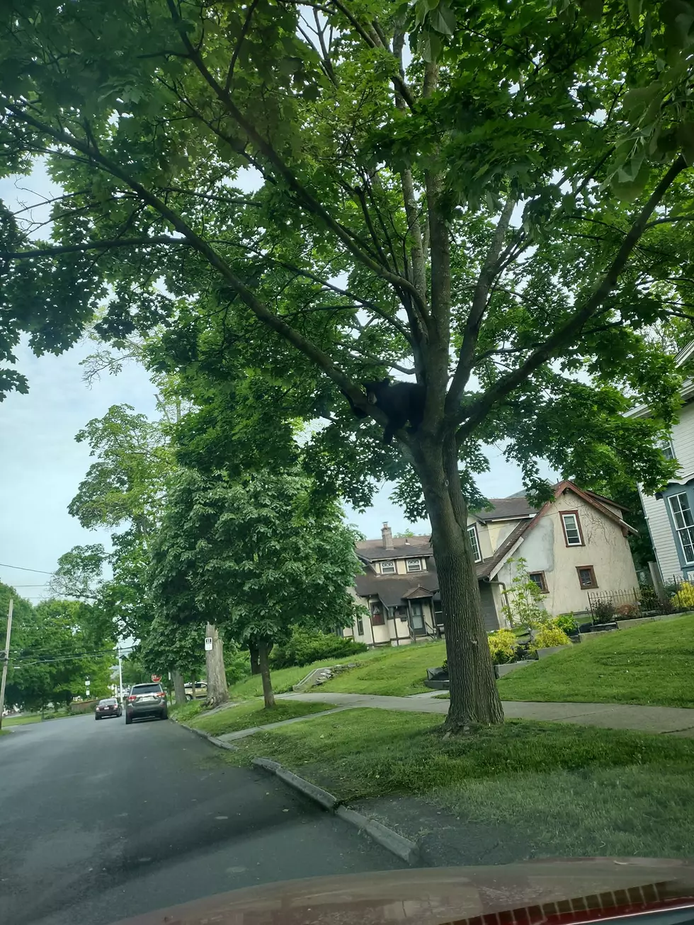 Curious Bear Sighting In Poughkeepsie: An Unusual Urban Encounter