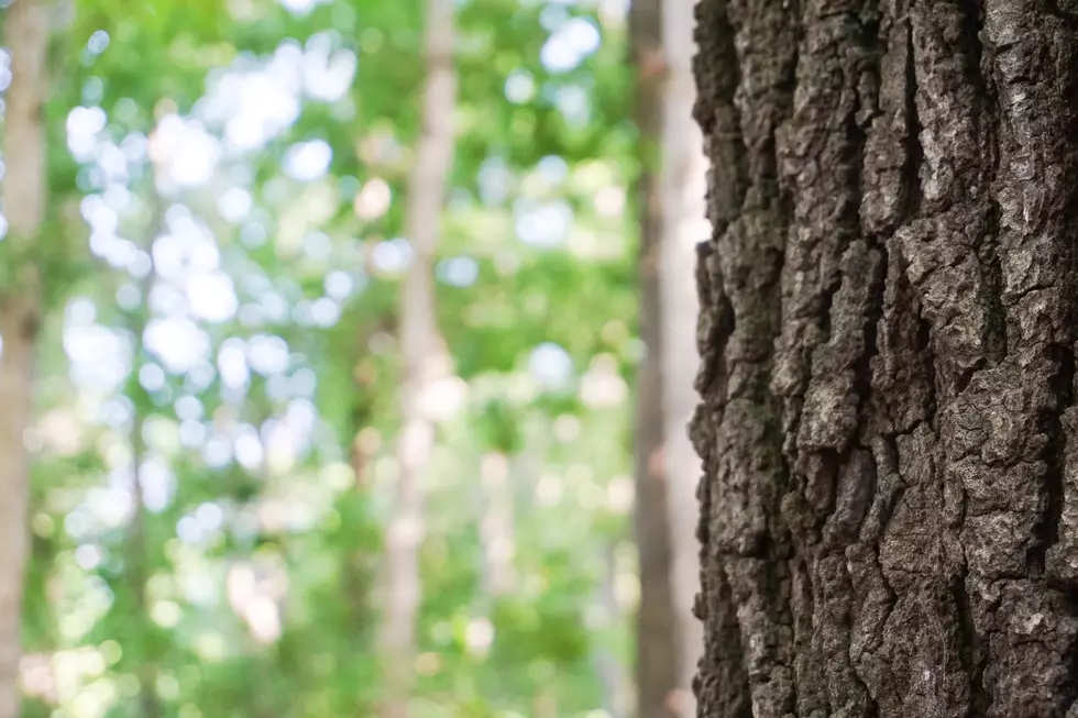 New York State Man Dies After Tree Falls On Him