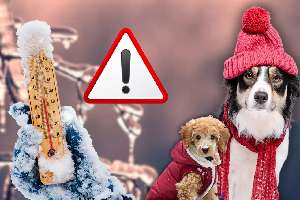 Are New York’s Frigid Temperatures Life-Threatening For Pets?