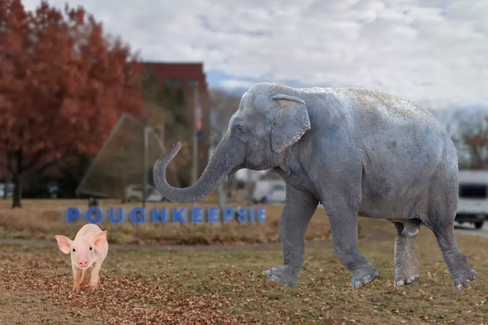 Who is Elephant & Piggie and Why Are They Coming to Poughkeepsie?