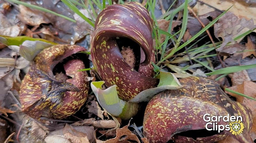 Spooky Purple Plants Popping Up in New York