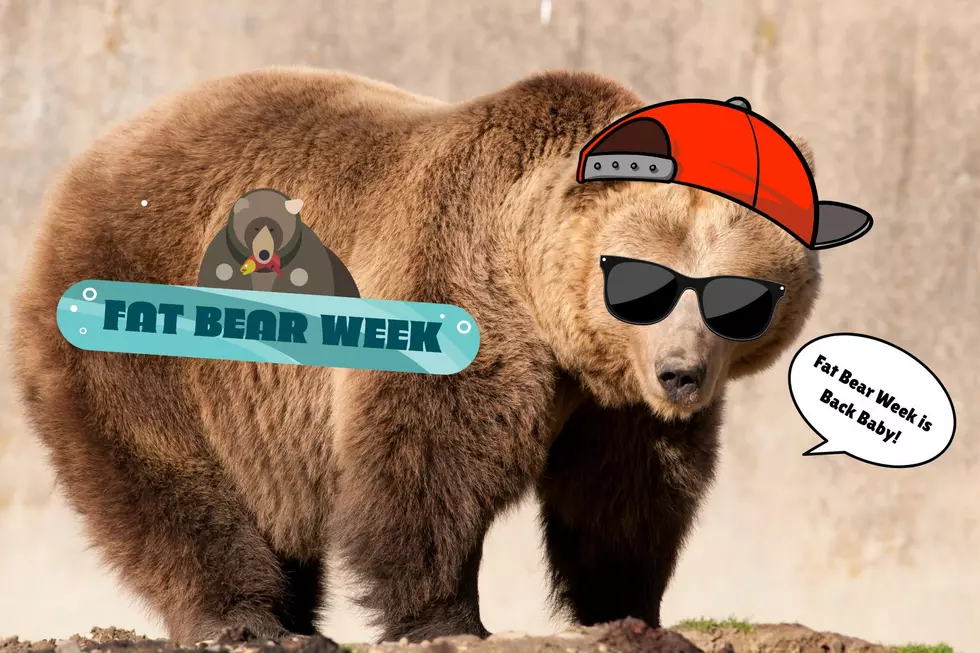 Fat Bear Week is Back, and Here’s How You Can Get Involved – Sept. 23-30