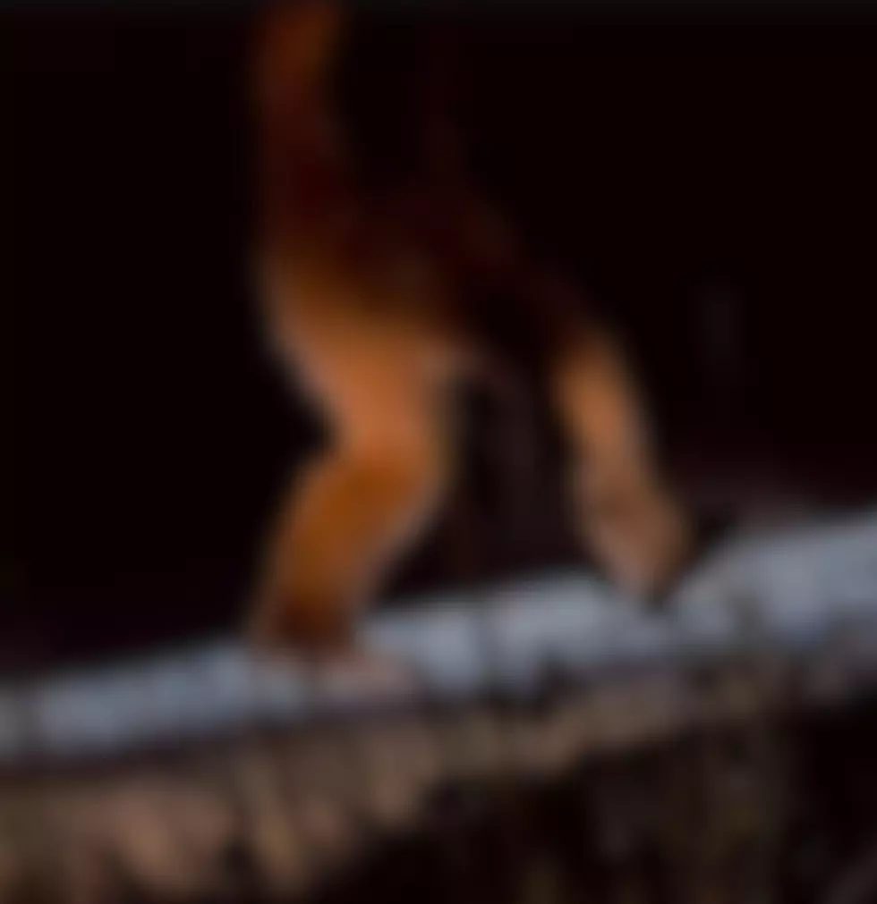 New Film Investigates: Did Bigfoot Roam the Hudson Valley?