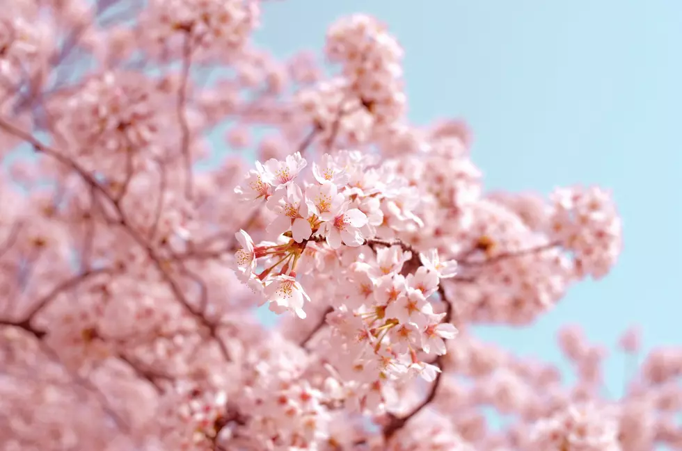 Enjoy Cherry Blossoms Without the Trip