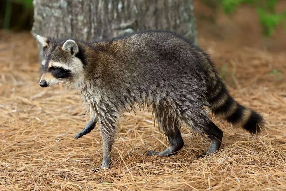 Why it’s Illegal in New York to Treat Raccoons Humanely