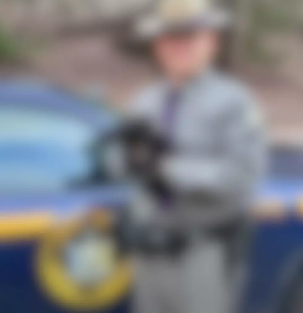 Police Rescue A Lost Bear Cub This Week