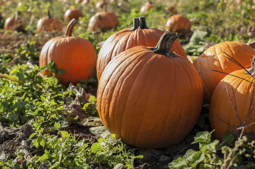 How Early is Too Early for Pumpkin Spice?