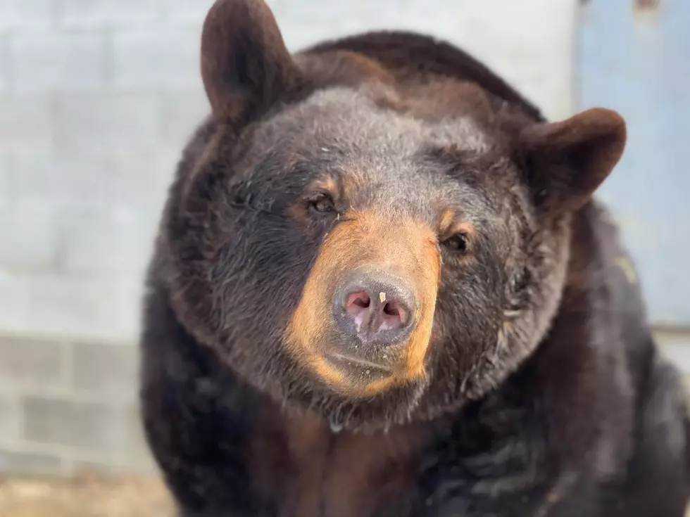 Judy The Bear Passes Away
