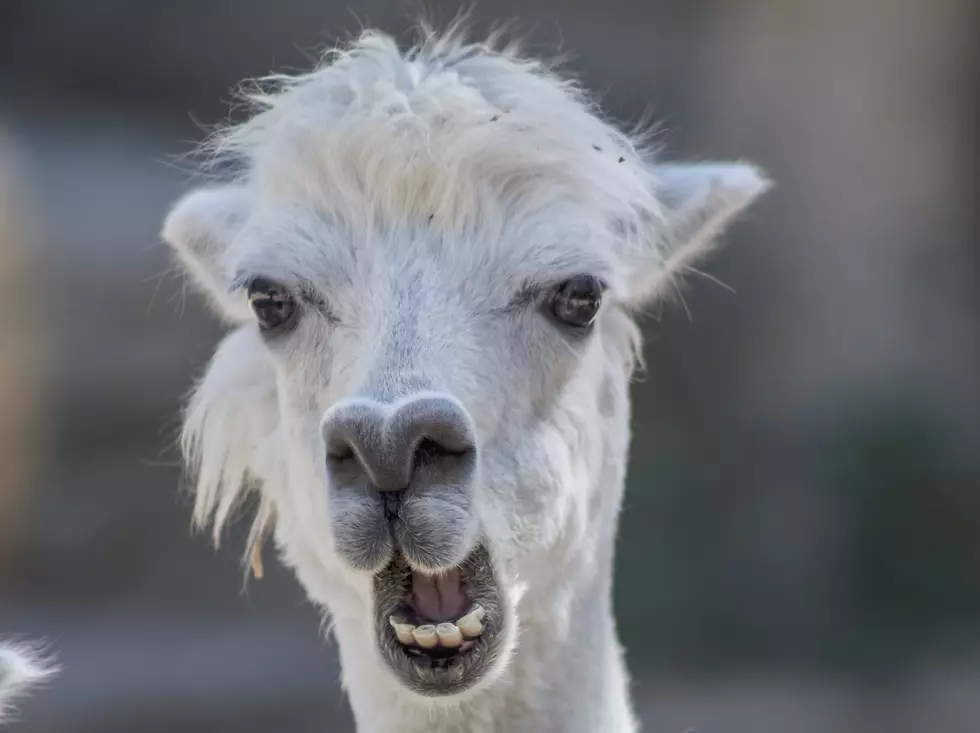 Unique Hudson Valley Dating Event Features a Llama Kissing Booth