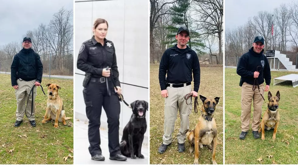 Meet the 8 Incredible K9s of The Orange County Sheriff’s Office