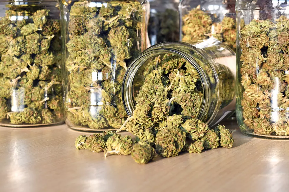 3 Lil’ Birds Say Bob Marley’s Son Looking Upstate to Grow Pot Biz