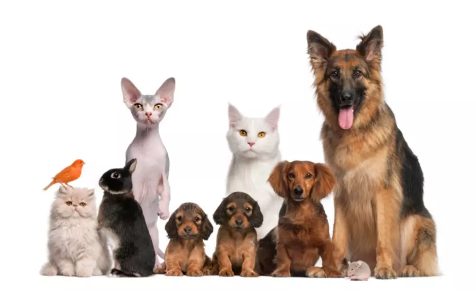 Report: Over 72 Animals Euthanized at Dutchess SPCA