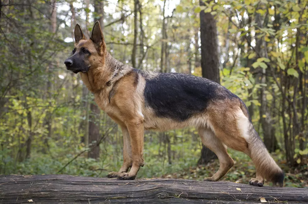 New York Dog With COVID-19 Dies
