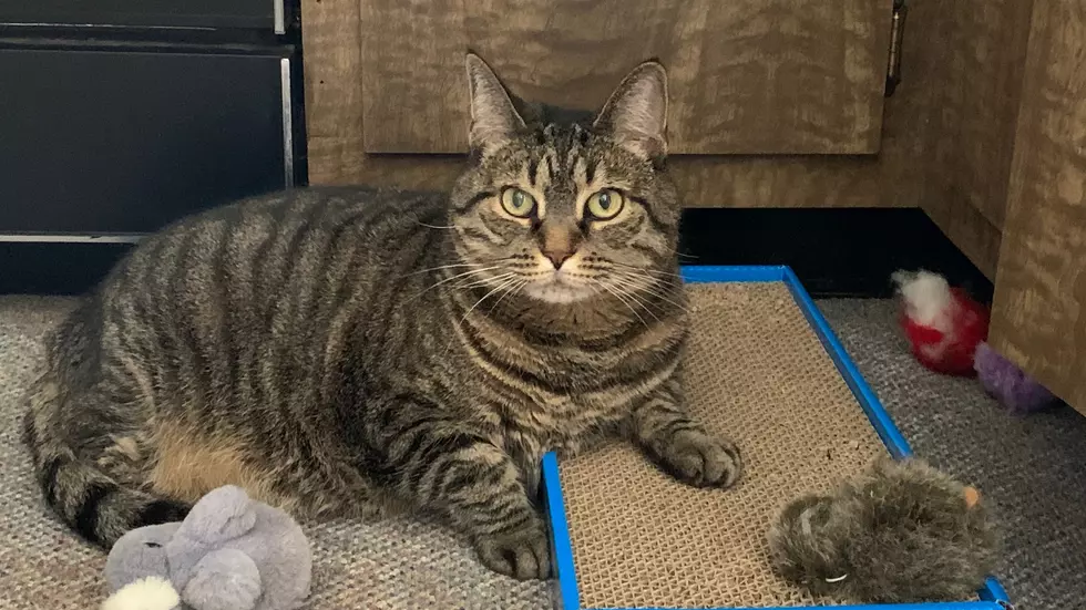 Why is My Cat’s Food & So Many Others Out of Stock?