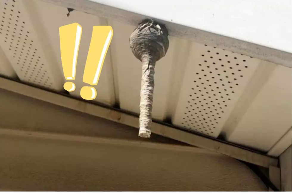 Alarmingly Huge Nest Appears on Hudson Valley, NY Home